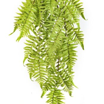 Cinnamon fern hanging bush