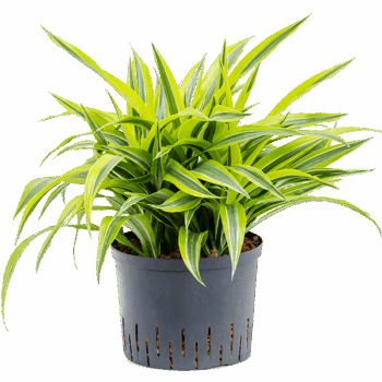 Dracaena fragrans 'Lemon Lime' Head 5pp
