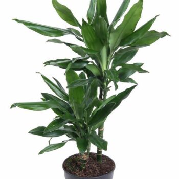 Dracaena Janet Lind