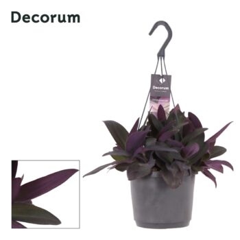 Tradescantia Purple Heart