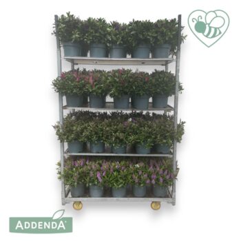 Hebe P23 Mix-kar Donna Addenda®