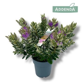 Hebe Classica Katrina P15 Addenda®