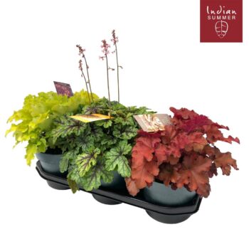 Heuchera 'Indian Summer' Mixlaag