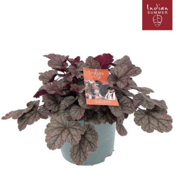 Heuchera 'Indian Summer' Silver