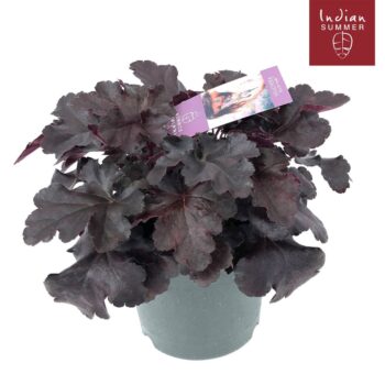 Heuchera 'Indian Summer' Black