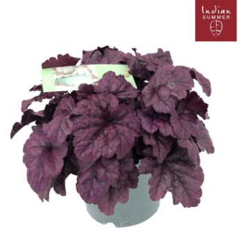 Heuchera 'Indian Summer' Purple