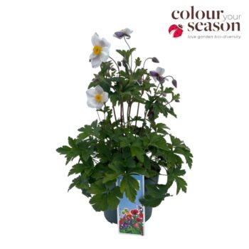 Anemone 'Dancing Swan'