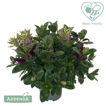 HebeDonna® Addenda® Duo Variegated - Green