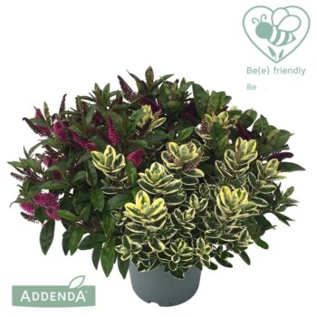 Hebe Addenda Donna Trio variegated