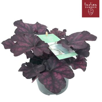 Heuchera 'Indian Summer' Purple