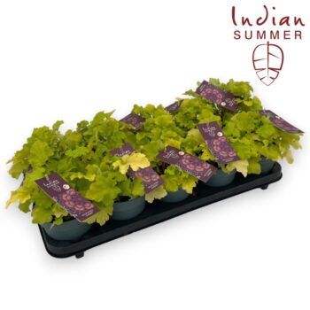 Heuchera 'Indian Summer' Lime