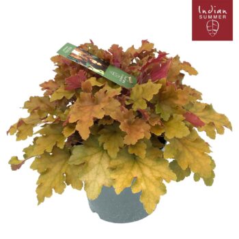 Heuchera 'Indian Summer' Orange