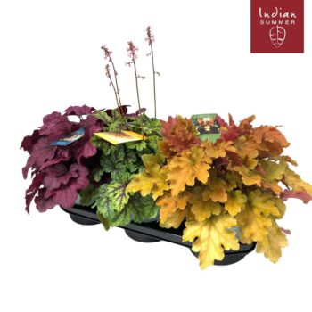 Heuchera 'Indian Summer' Mixtray