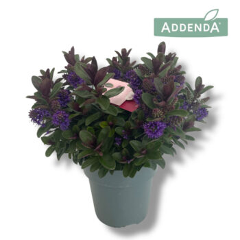 Hebe Vinoa Purple P15 Addenda®