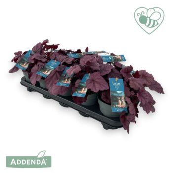 Heuchera 'Indian Summer' Pink