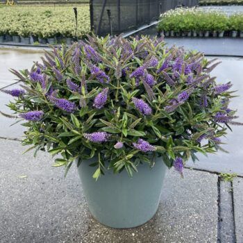 Hebe P50 Mix Donna Addenda®