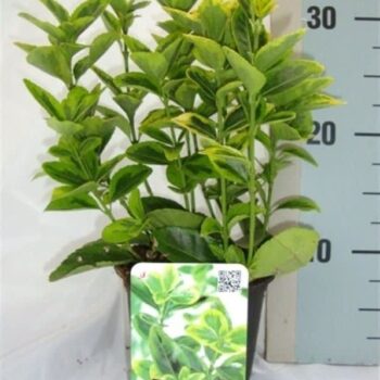 Euonymus japonicus 'Aureus'