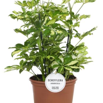 Schefflera Carnaval Toef