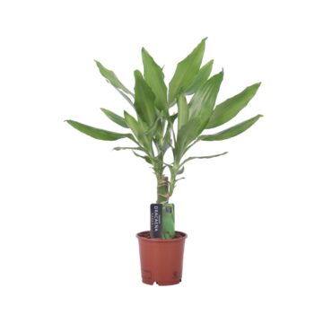 Dracaena Steudneri Green, 11 cm pot