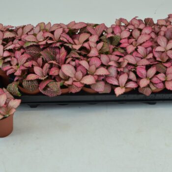 Fittonia Pink Anne