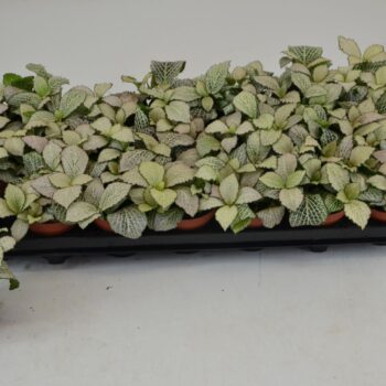 Fittonia Purple Snow Anne