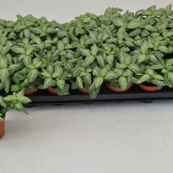 Fittonia Snow Angel