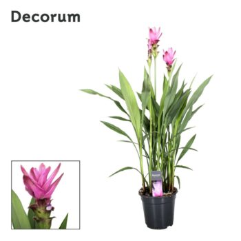 Curcuma Siam Supreme (2+)