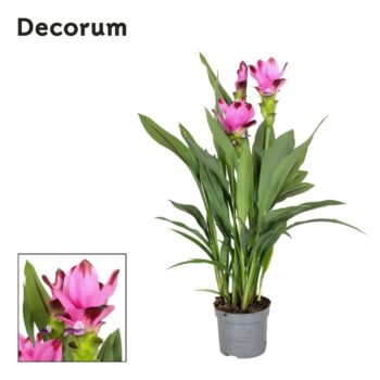 Curcuma Siam Splash (2+)
