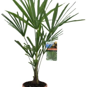 Trachycarpus fortunei