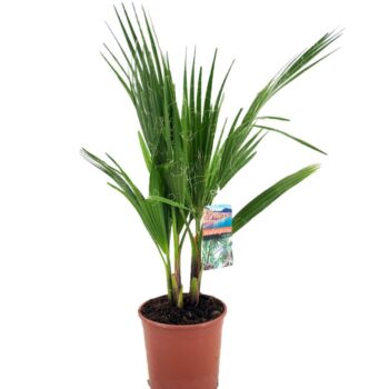 Washingtonia robusta