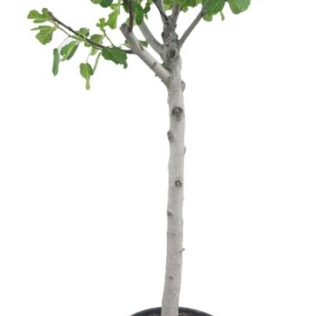 Ficus carica