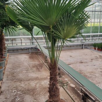 Trachycarpus fortunei
