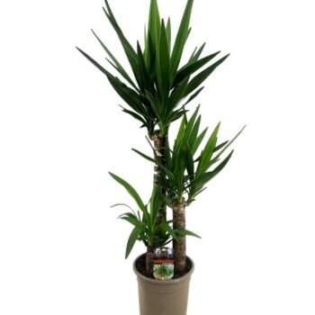 Yucca elephantipes 60-35-20