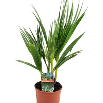 Washingtonia robusta