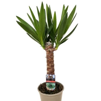 Yucca elephantipes 30cm