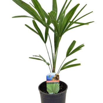 Trachycarpus fortunei