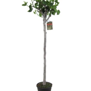 Ficus carica