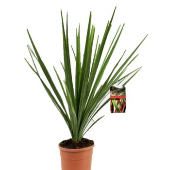 Cordyline indivisa