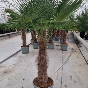 Trachycarpus fortunei