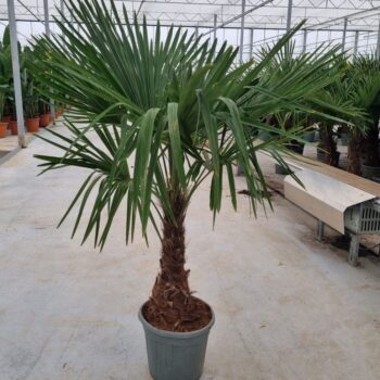 Trachycarpus fortunei