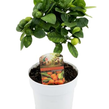 Citrus calamondin