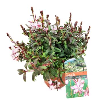 Gaura lindheimeri