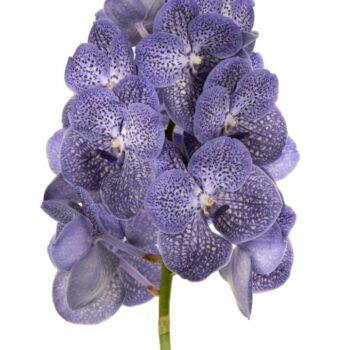 Vanda Blue Spot 800