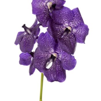 Vanda Nitaya Dark Violet