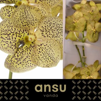 Vanda Chitaah Citron