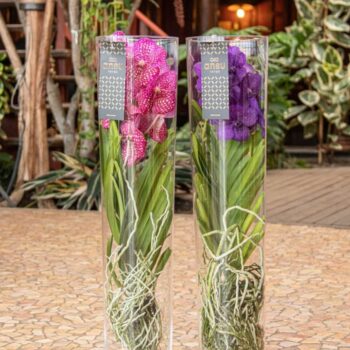 Vanda Michelle 70 White