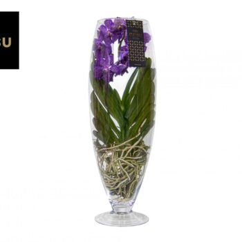 Vanda Champagne Purple