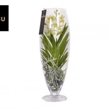 Vanda Champagne White