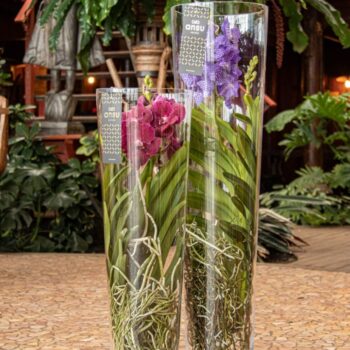 Vanda Lisanne 70 White