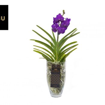 Vanda Charlotte Blue